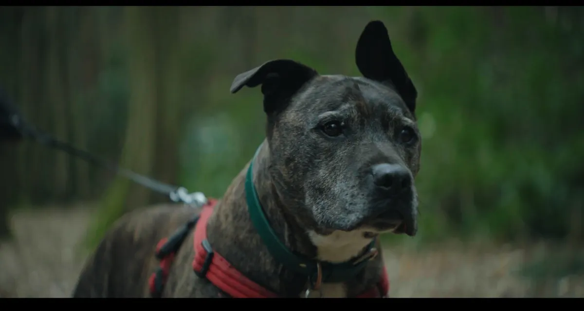 Close-up of a brindle dog on a lead, wearing a red harness and green collar, looking off-camera against a blurred green woodland background.